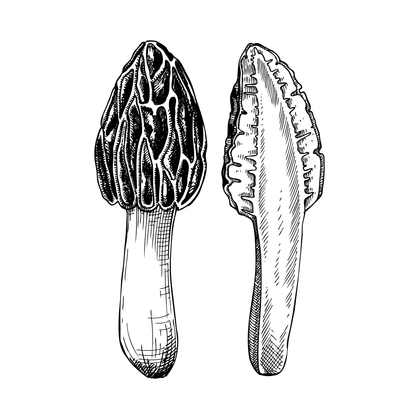 Black morel mushroom sketch. Edible fungus illustration. Fungal protein, mycoprotein source. Morchella mushroom drawing isolated on white. Healthy food and plant-based meat substitutes design element Illustration